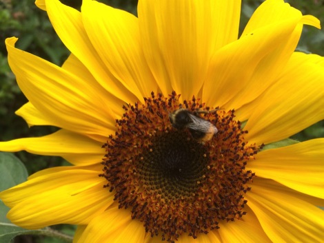 Bumblebee on sunflower